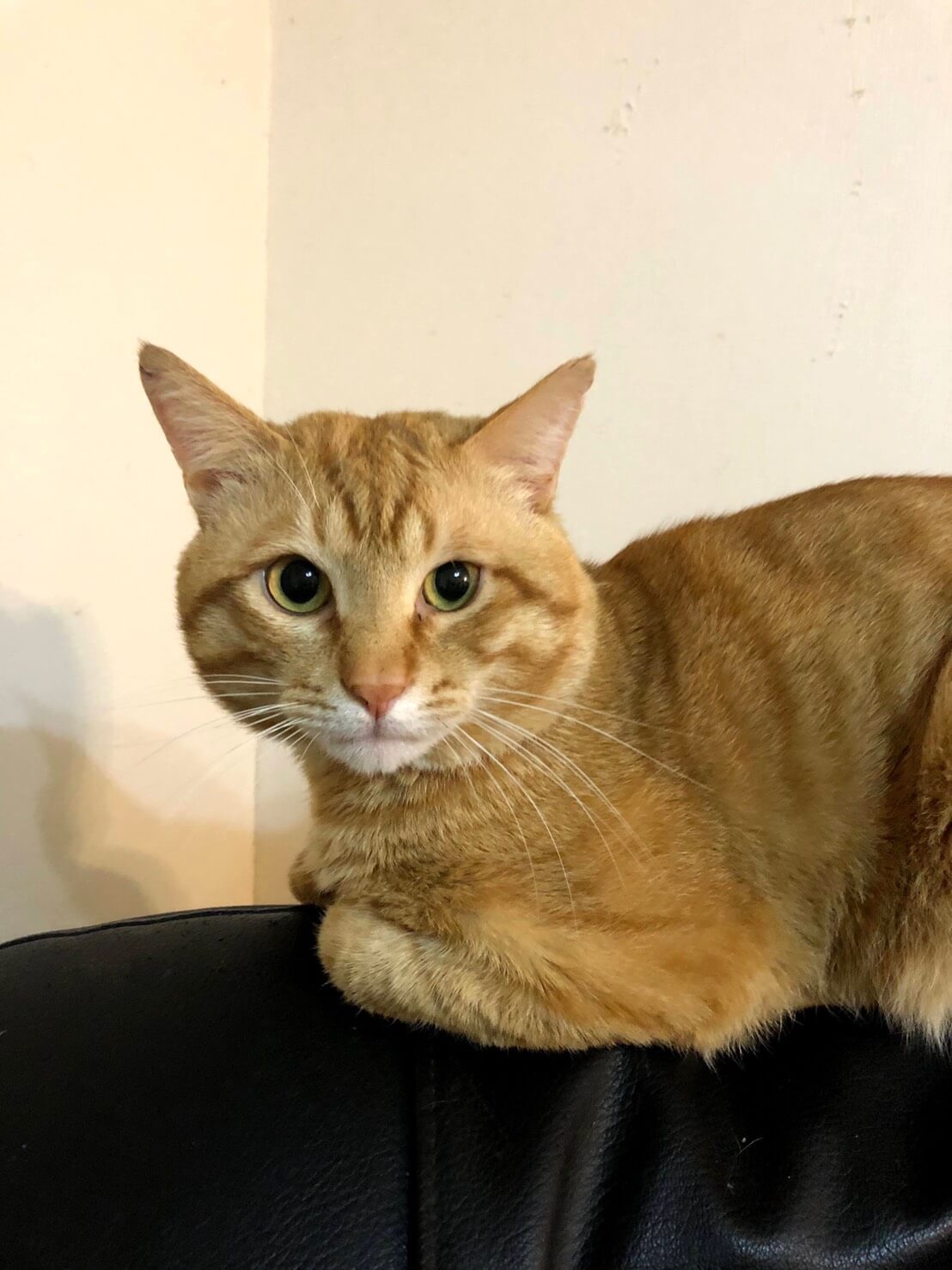 キリッとかっこいいチャトラくん　2歳