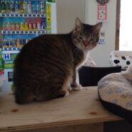 【保護猫】つむぎ推定１歳♂キジ白