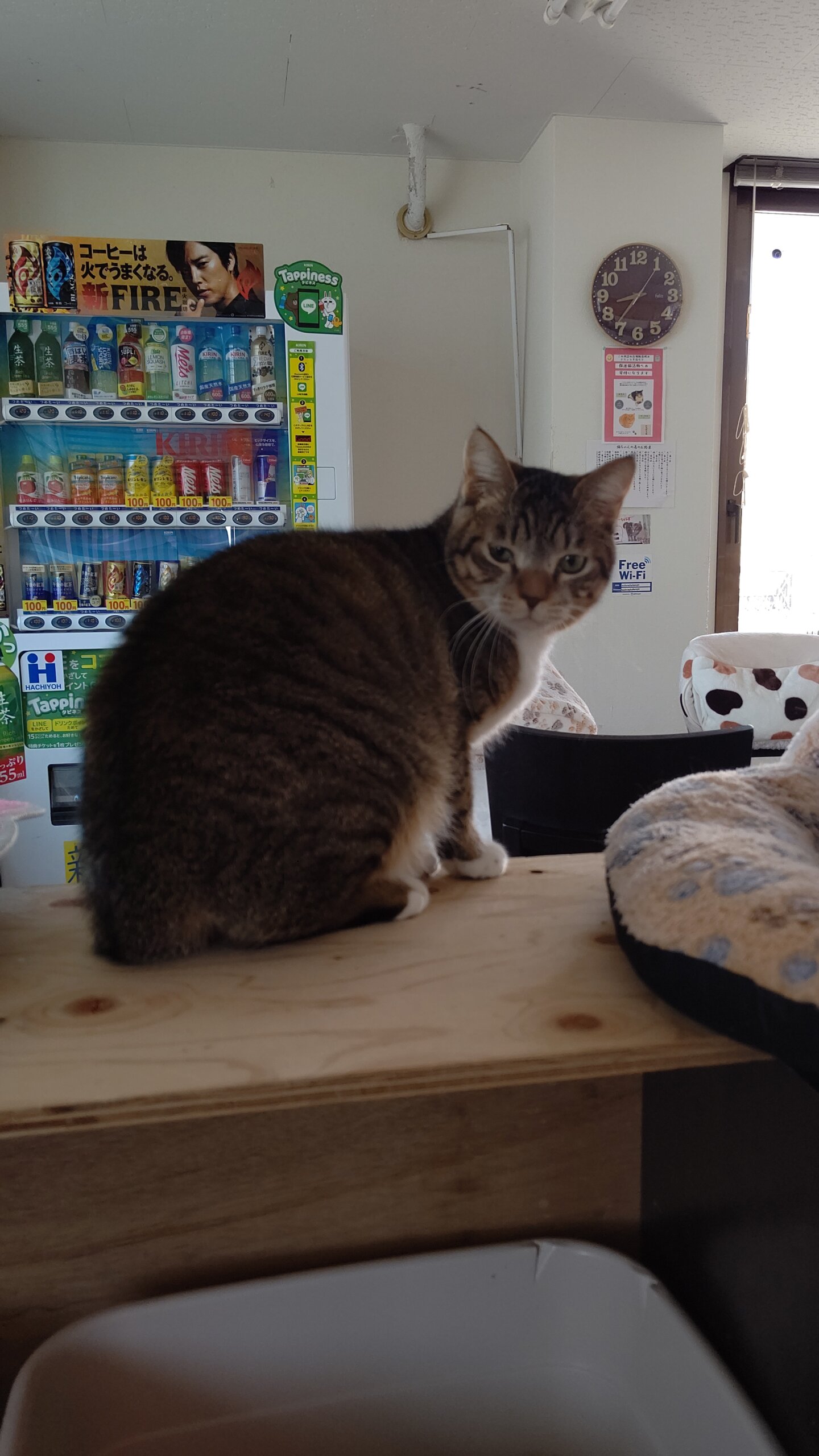 【保護猫】つむぎ推定１歳♂キジ白