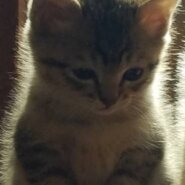 カギしっぽの男の子