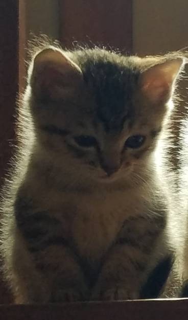 カギしっぽの男の子