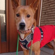 成犬雑種・ビビりな女の子伽羅（キャラ）ちゃん