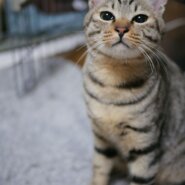 3/20(土）キャットソシオン譲渡会、小次郎くん