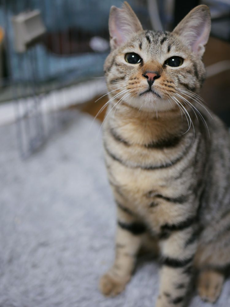 3/20(土）キャットソシオン譲渡会、小次郎くん