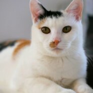 3/20(土）キャットソシオン譲渡会、ひなたちゃん