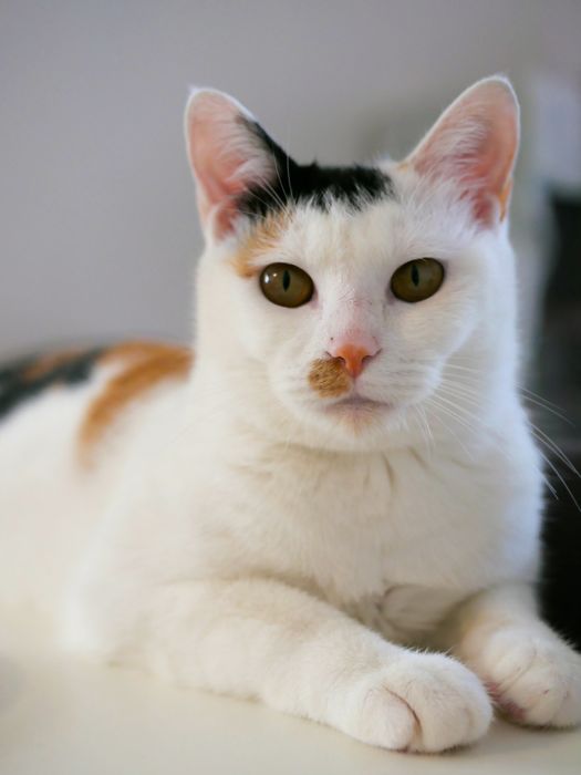 3/20(土）キャットソシオン譲渡会、ひなたちゃん