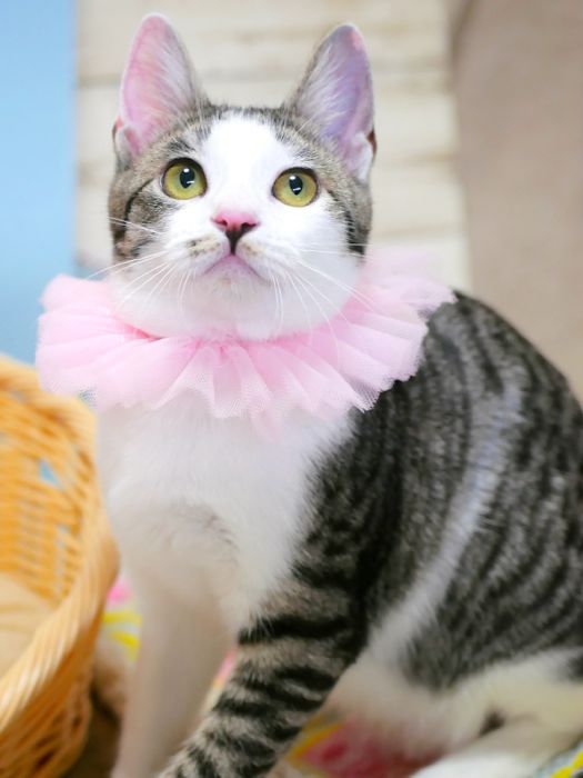 3/20(土）キャットソシオン譲渡会、ちいちゃん