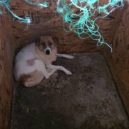 人慣れ･預りボランティア募集！(ちいちゃん)