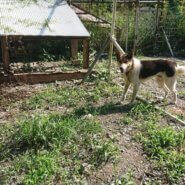 人慣れ･預りボランティア募集！(きょう君)