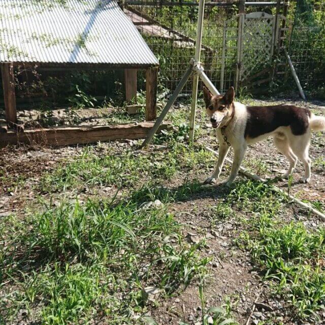 人慣れ･預りボランティア募集！(きょう君)