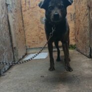 人慣れ･預りボランティア募集！(ハッピーちゃん)