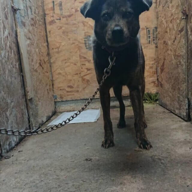 人慣れ･預りボランティア募集！(ハッピーちゃん)