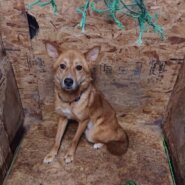 人慣れ･預りボランティア募集！(拓海くん)