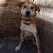 人慣れ･預りボランティア募集！(まこと君)