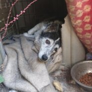 人慣れ･預りボランティア募集！(レンちゃん)