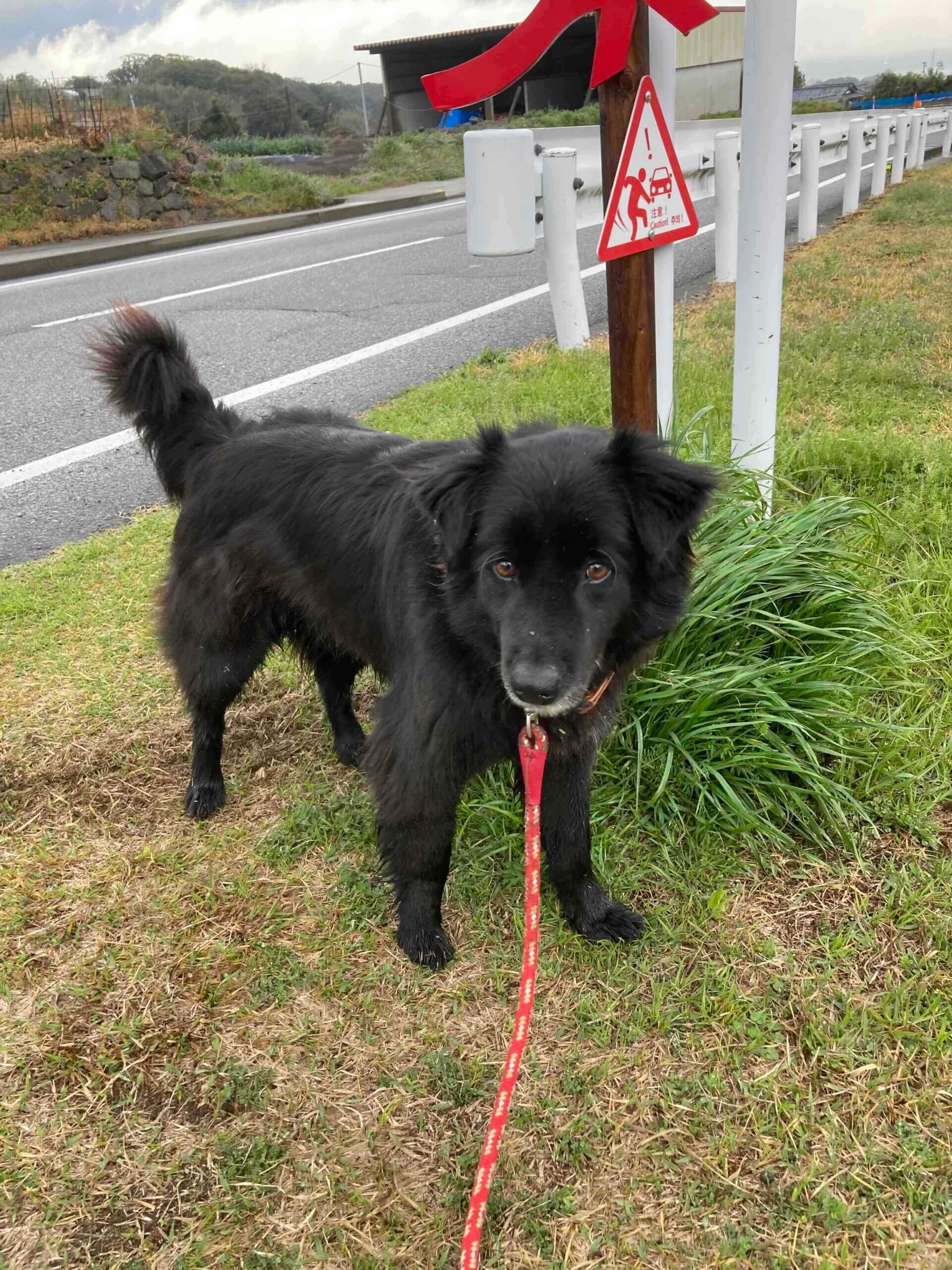 両親が残した犬(推定5才くらい)