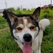 両親が残した犬(推定10才くらい：もっと若いかも)