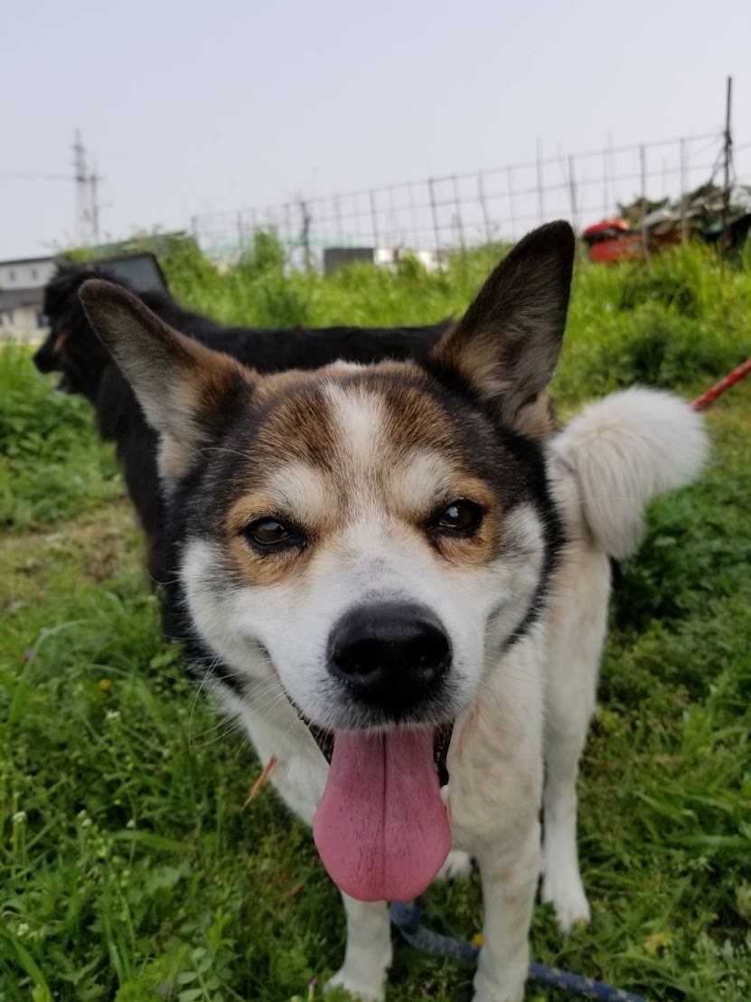両親が残した犬(推定10才くらい：もっと若いかも)