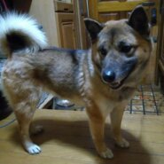 警察より受け入れたエリーちゃんの家族になってあげてください。