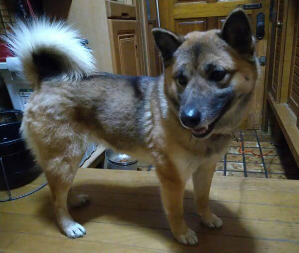 警察より受け入れたエリーちゃんの家族になってあげてください。