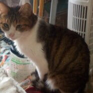 猫ちゃんお引き取りのご相談