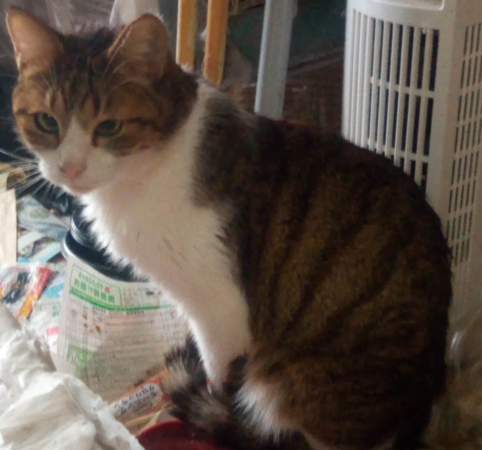 猫ちゃんお引き取りのご相談