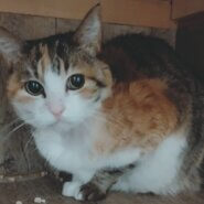 【保護猫】三毛ばあ推定10歳♀三毛