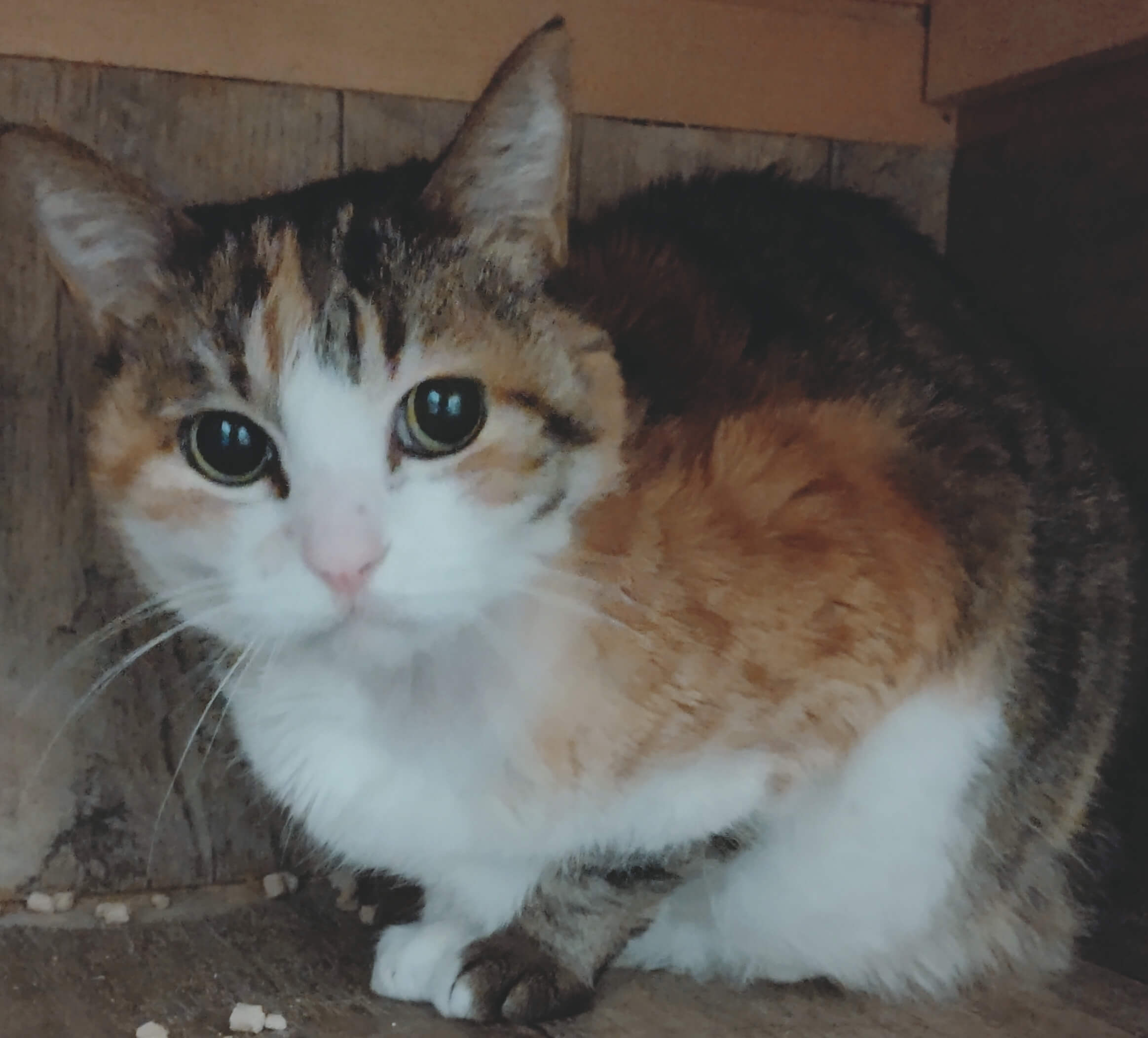 【保護猫】三毛ばあ推定10歳♀三毛