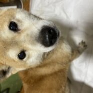柴犬メス6歳