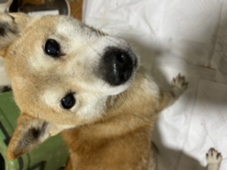 柴犬メス6歳
