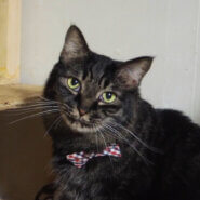 穏やかで懐こい　ハッチくん