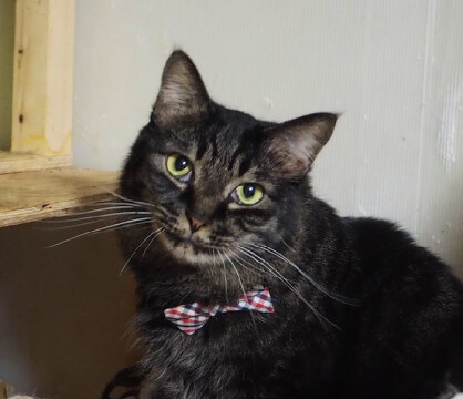 穏やかで懐こい　ハッチくん