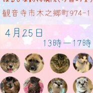 犬猫の譲渡会
