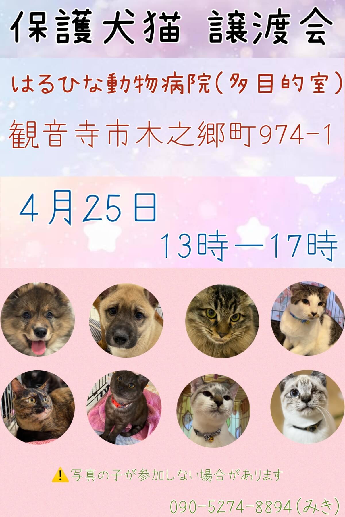 犬猫の譲渡会