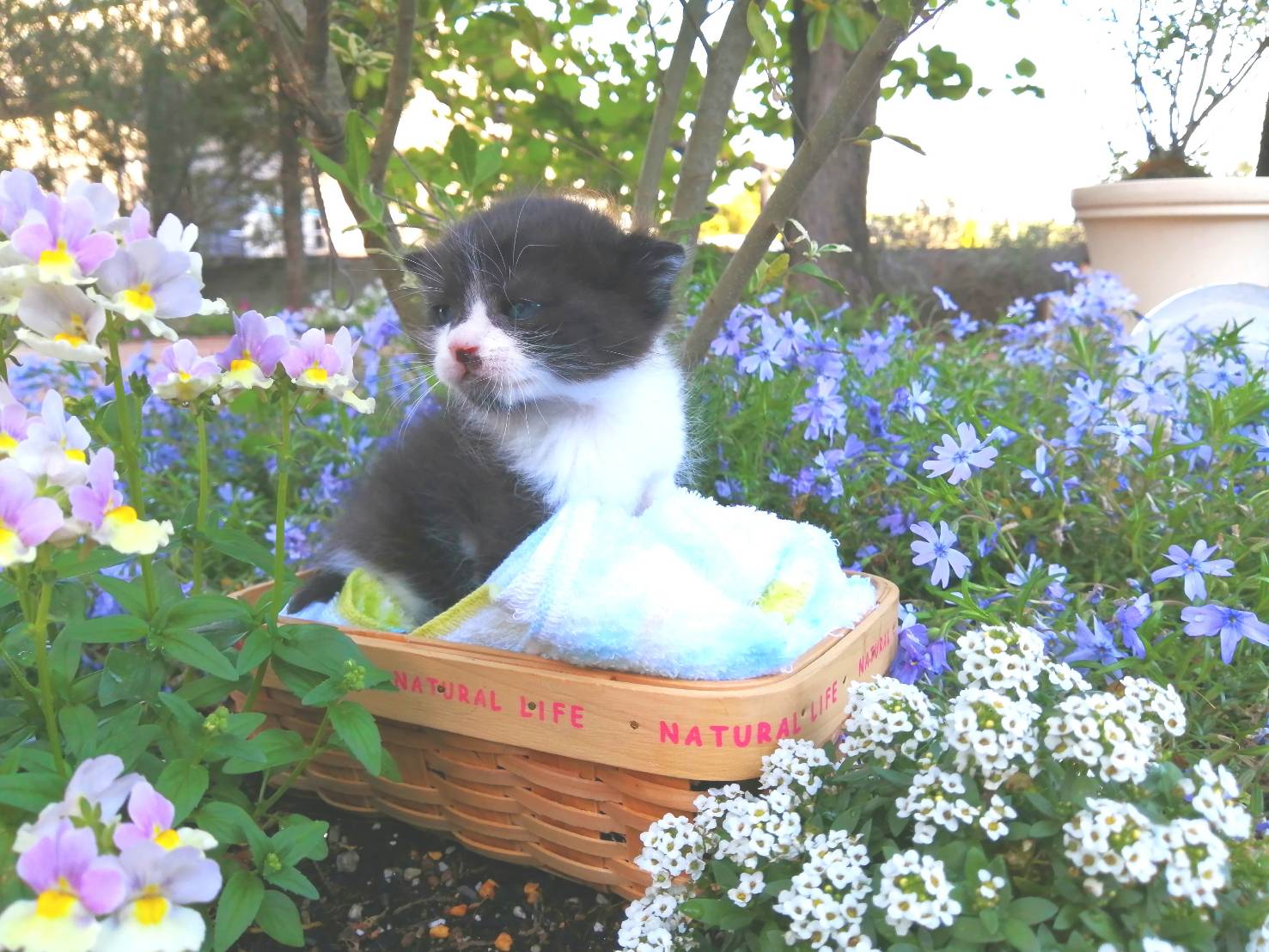 猫の譲渡会in瀬戸 ～ ちーむ にゃいんず 2021年5月1日（土）開催