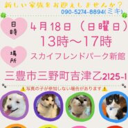 犬猫の譲渡会！