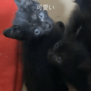 子猫