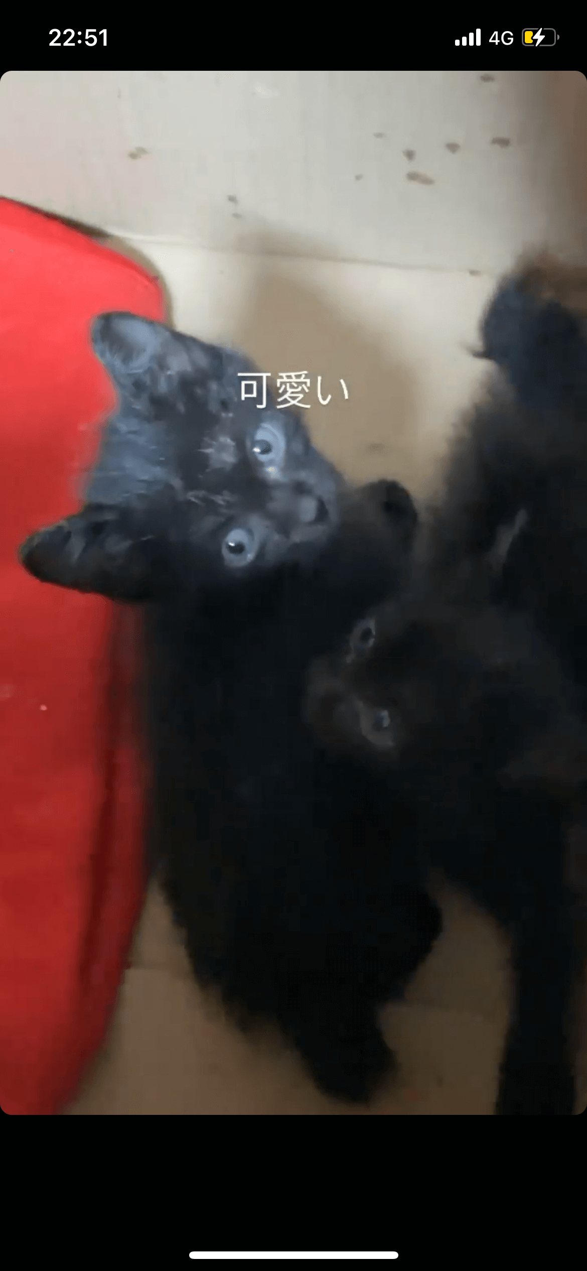 子猫