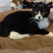 【保護猫】メープル推定１歳♀ハチワレ