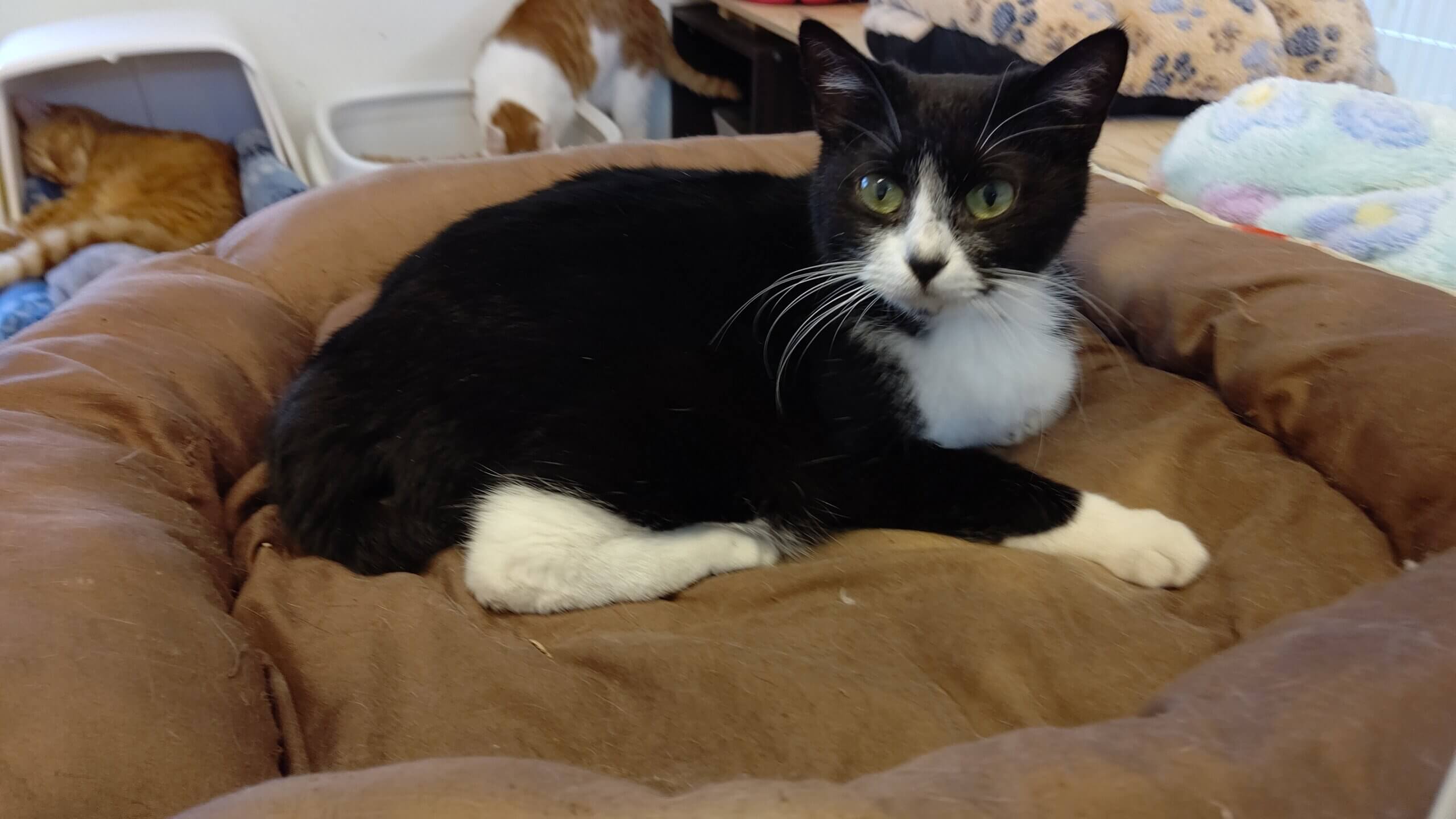 【保護猫】メープル推定１歳♀ハチワレ