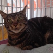 【保護猫】もぐ推定2歳♀キジ