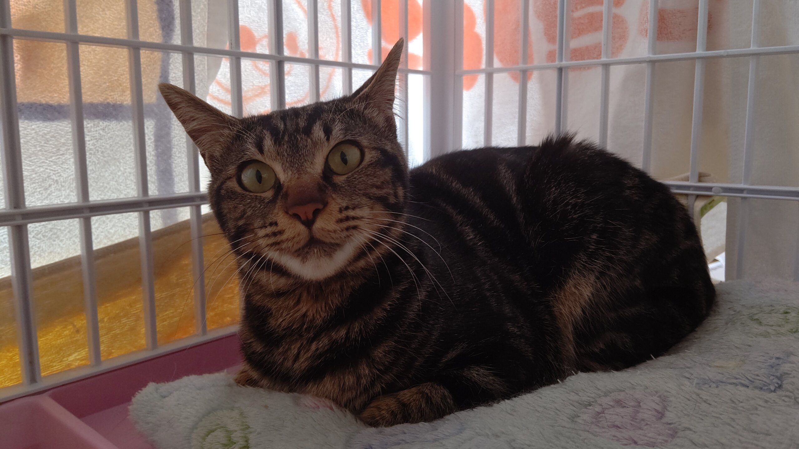 【保護猫】もぐ推定2歳♀キジ