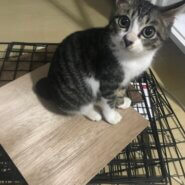 生後6ヶ月の女の子(猫ちゃん)