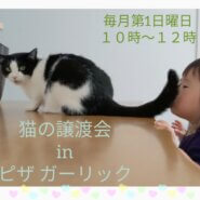 猫の譲渡会inピザガーリック