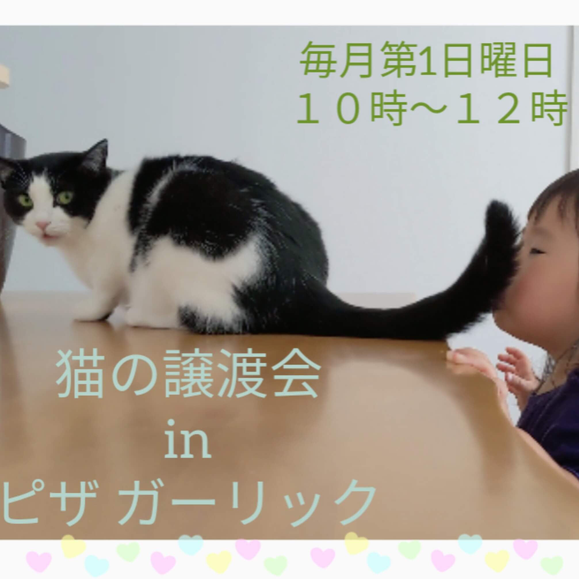 猫の譲渡会inピザガーリック