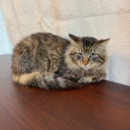 【保護猫】ミミ推定3歳♂キジ長毛