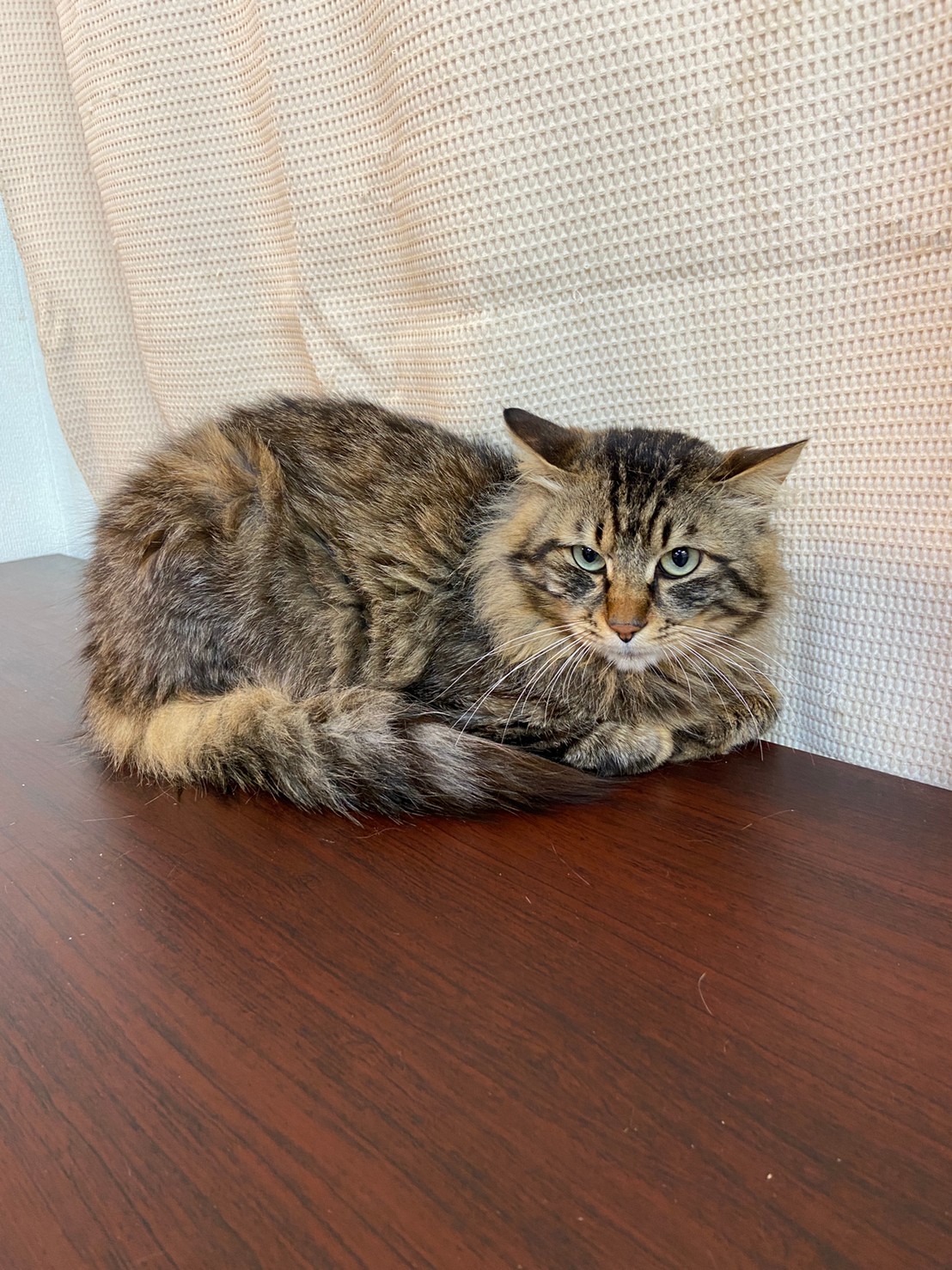 【保護猫】ミミ推定3歳♂キジ長毛