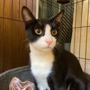 【保護猫】ゆきみ推定2歳♂ハチワレ