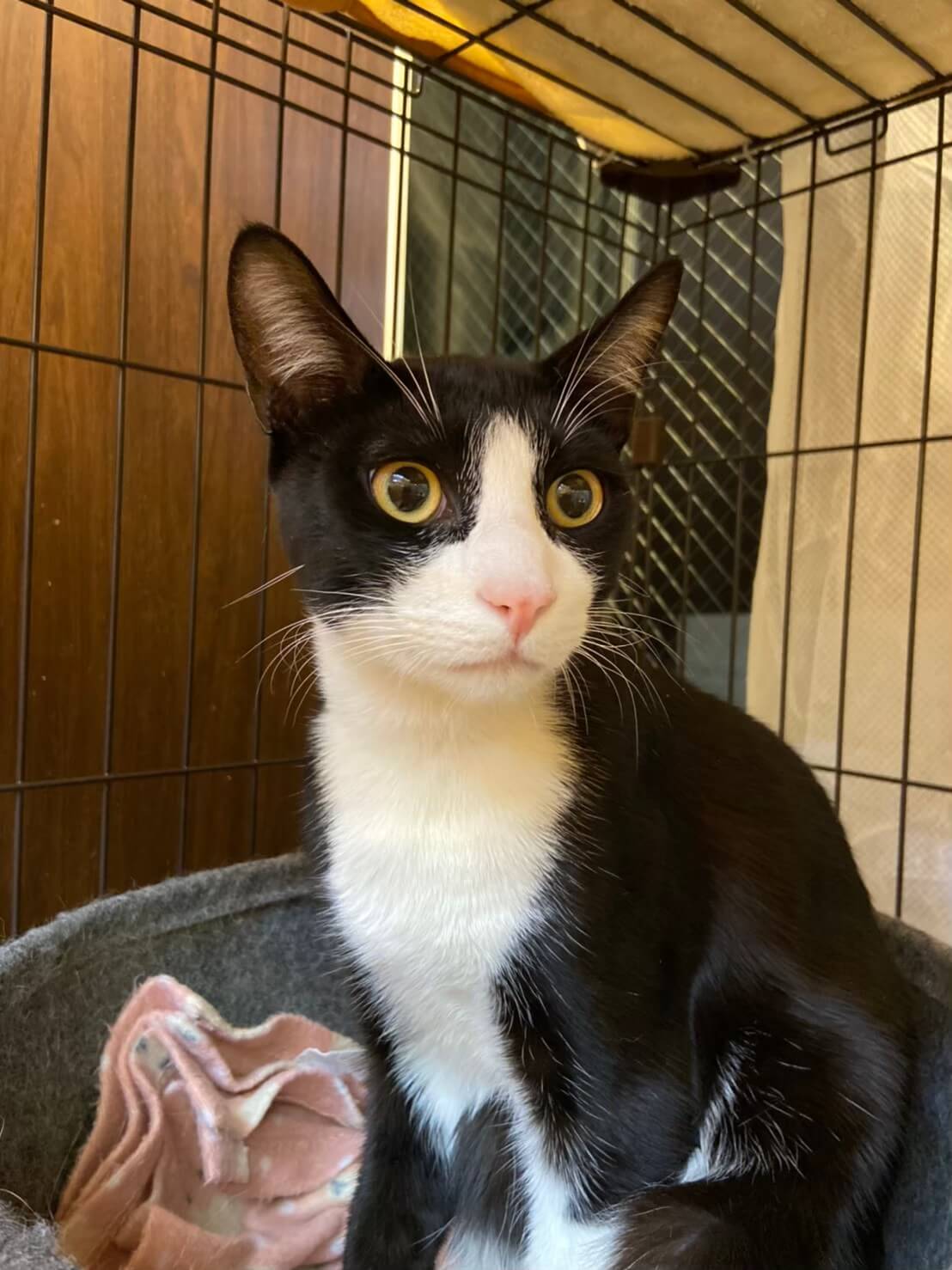 【保護猫】ゆきみ推定2歳♂ハチワレ