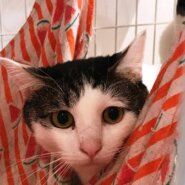 小さな命のバトンを繋げて下さい! 4匹は、皆、兄弟姉妹!